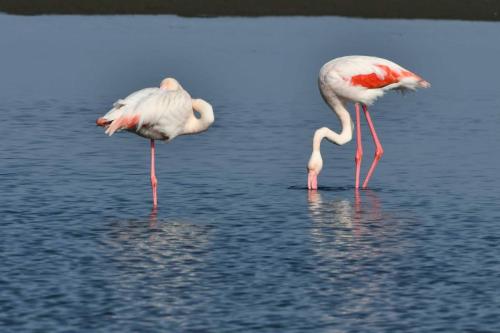 Flamants roses