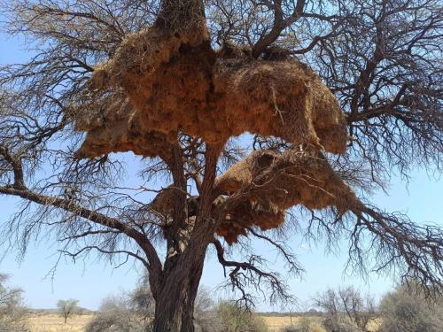 Nid de républicains sociaux