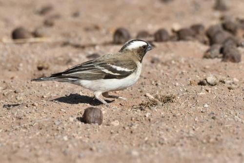 Mahali à sourcils blancs