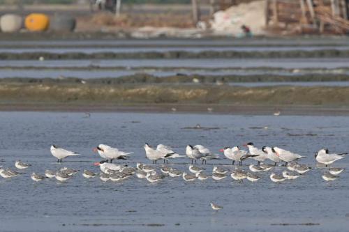 Chevaliers tachetés et sternes caspiennes