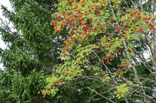 Sorbier des oiseleurs