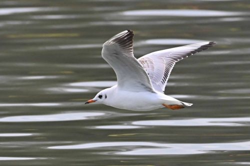Mouette rieuse