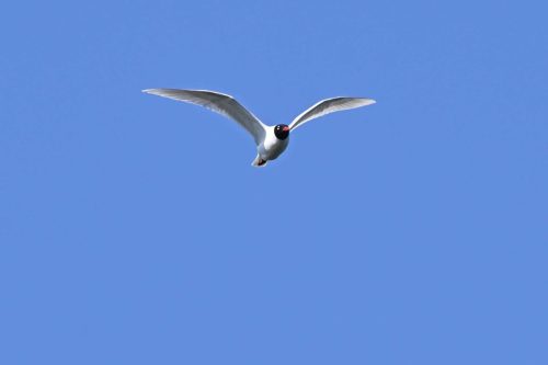 Mouette mélanocéphale