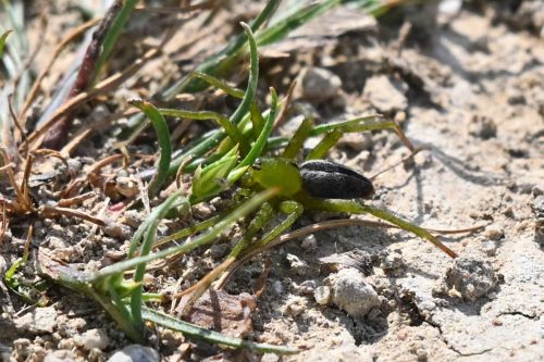 Micrommata ligurina (mâle)
