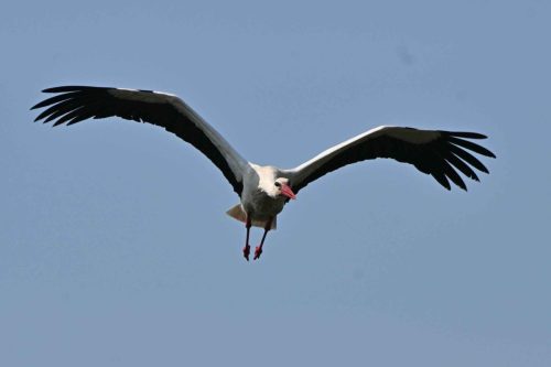 Cigogne blanche