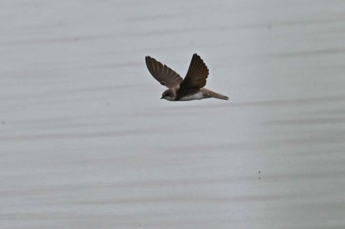 Hirondelle de rivage