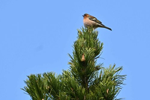 Pinson des arbres