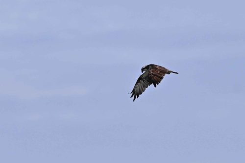 Balbuzard pêcheur