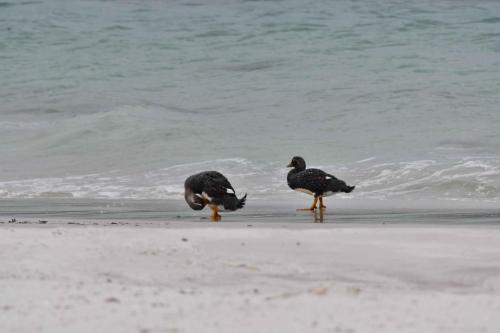 Brassemer des Malouines