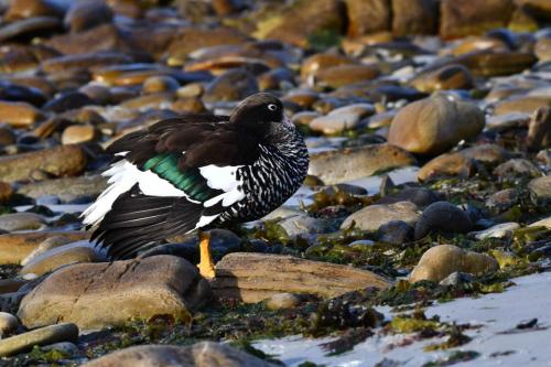 Ouette marine (femelle)