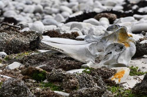 Crane de globicéphale