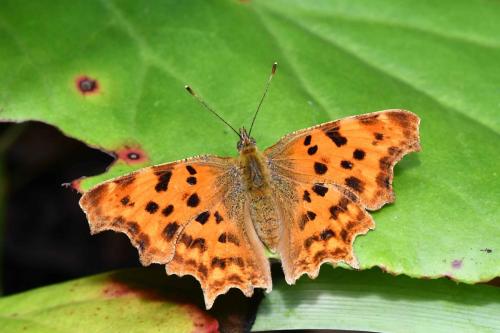 Robert-le-Diable (Polygonia c-album)