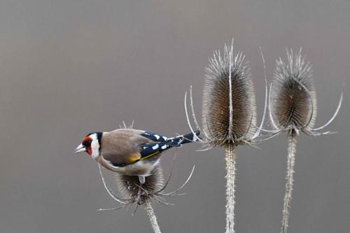 Chardonneret élégant
