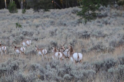 Pronghorns