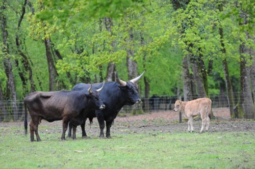Aurochs (race reconstituée)