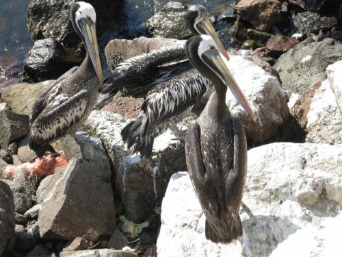 Pélicans au port de pêche 