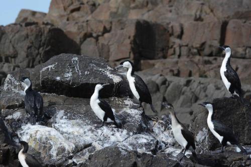 Cormorans de Tasmanie