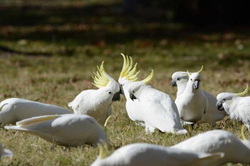 Cacatoès à huppe jaune