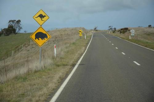 Attention, traversée de Kangourous et Wombats. Et plus loin, traversée de Vaches et Moutons. 