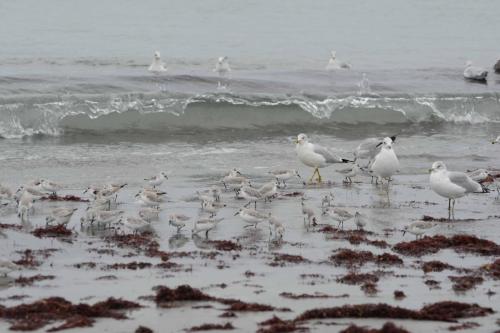 Goleands à bec cercle et Becasseaux sanderling
