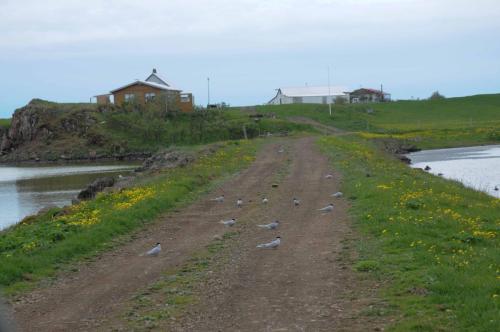 Sternes arctiques sur le chemin