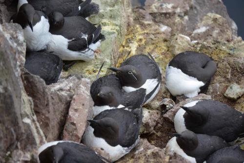 Guillemots de troïl (dont 1 de forme bridé)