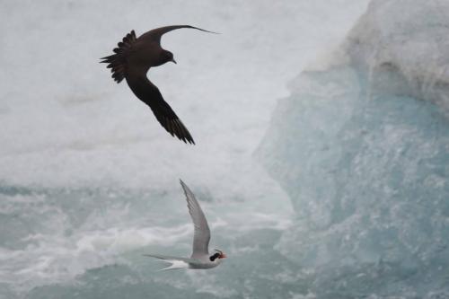 Labbe parasite chassant une sterne arctique pour lui voler son poisson