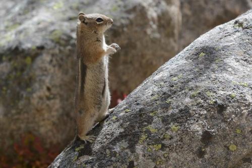 Golden-mantled ground squirrel