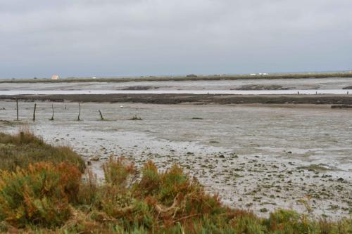 Mornac sur Seudre, la Seudre