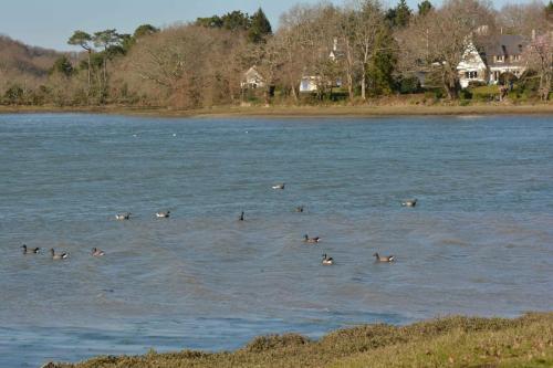 Bernaches cravants, Anse de Penfoulic