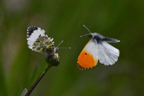 L'Aurore (Anthocharis cardamines)