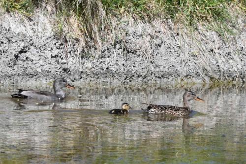 Canards chipeaux