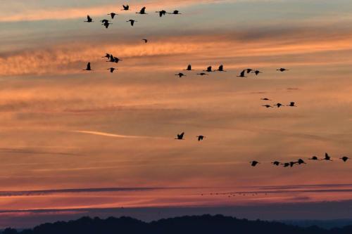 Départ des grues cendrées vers les champs