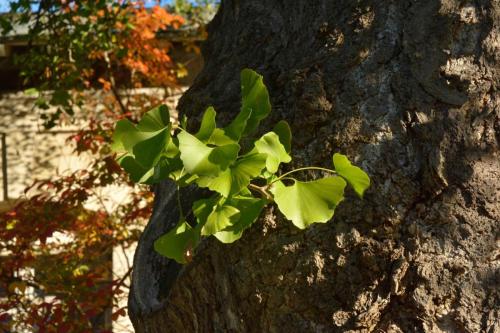 Ginkgo biloba