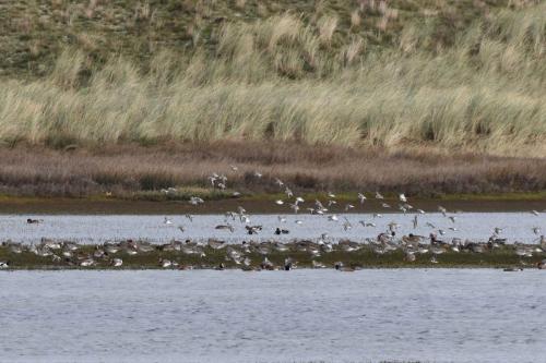 Courlis cendrés, canards siffleurs, bécasseaux sanderlings