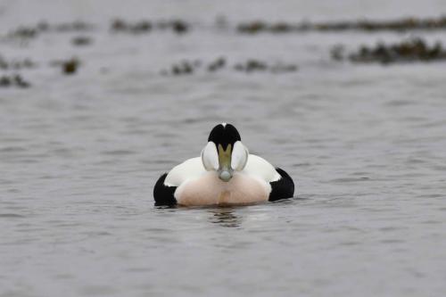 Eider à duvet