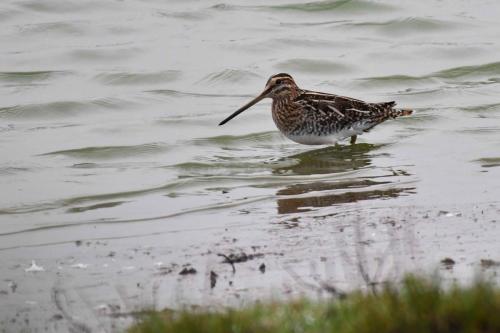 Bécassine des marais