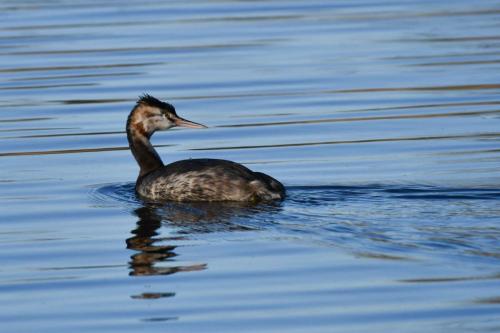 Grèbe huppé