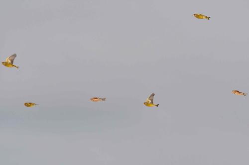 Verdiers d'Europe et Linottes mélodieuses