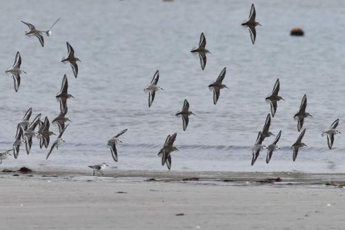 Bécasseaux sanderlings et Bécasseaux variables