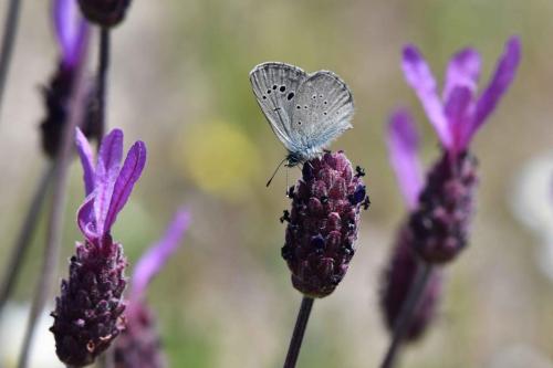 Azuré de la badasse