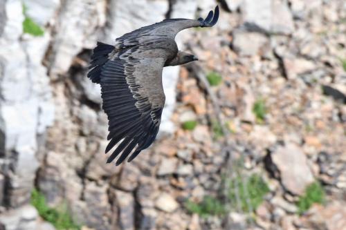 Vautour fauve à Salto del Gitano