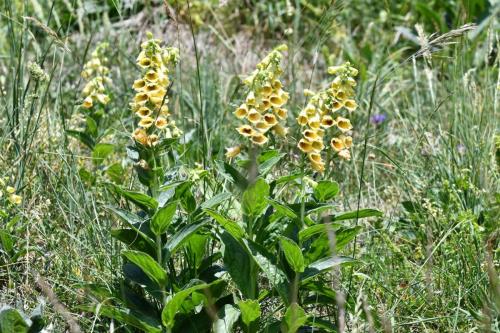 Digitale à grandes fleurs