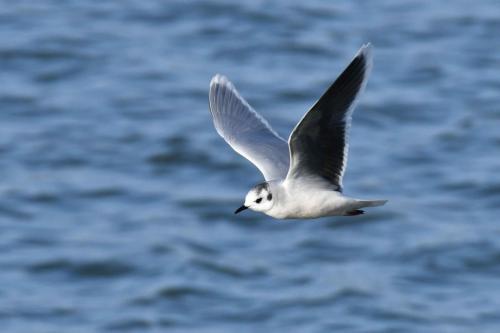 Mouette pygmée (adulte)