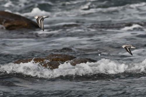 Bécasseaux sanderlings