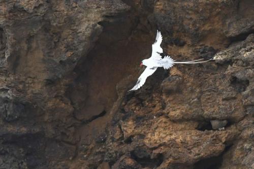 Phaéton à bec rouge