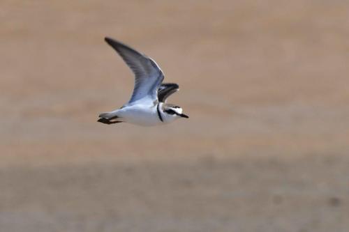 Gravelot à collier interrompu