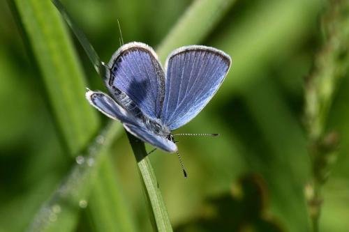 Azuré du trèfle (mâle)