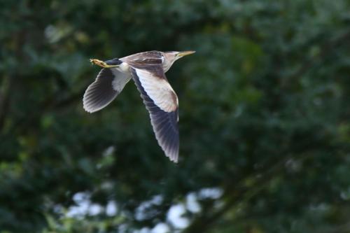 Blongios nain (femelle)