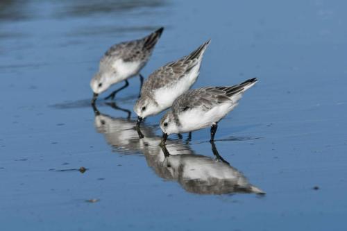 Bécasseaux sanderlings